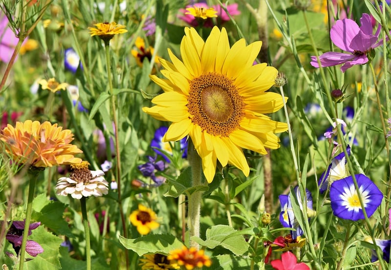 Magical Garden Workshop